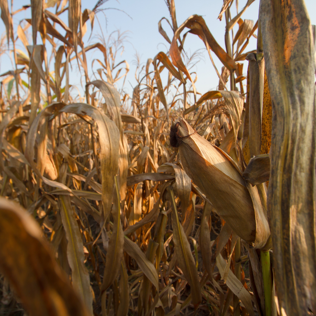 Governo abre crédito de R$ 12 bilhões para produtores rurais