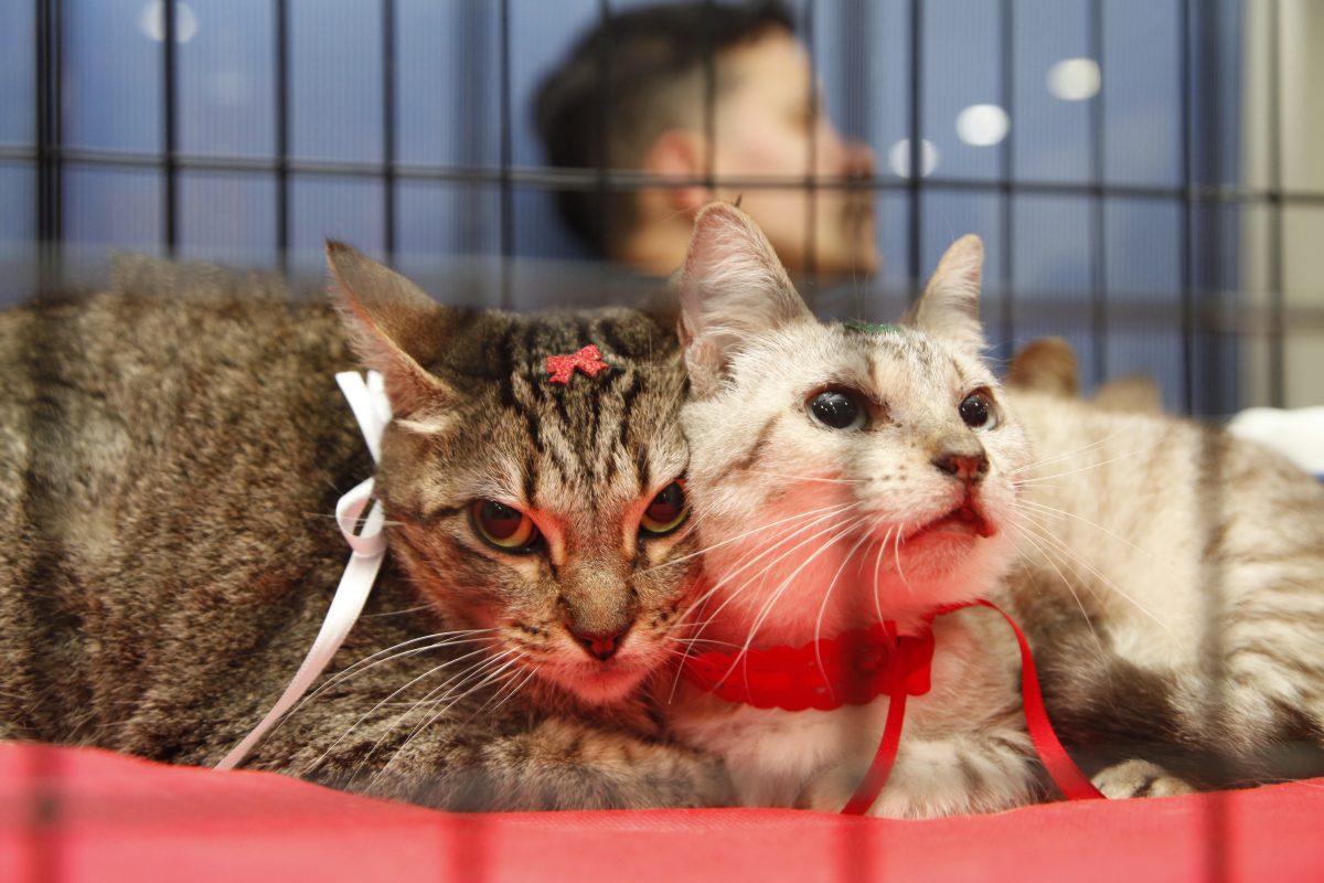 Nova Iguaçu: Prefeitura realiza terceira campanha de adoção de animais de 2026 no Top Shopping