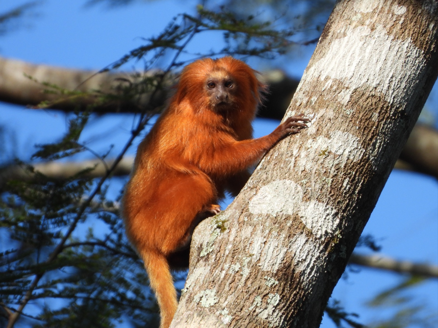 Silva Jardim: Reserva Biológica mais antiga do Brasil completa 52 anos