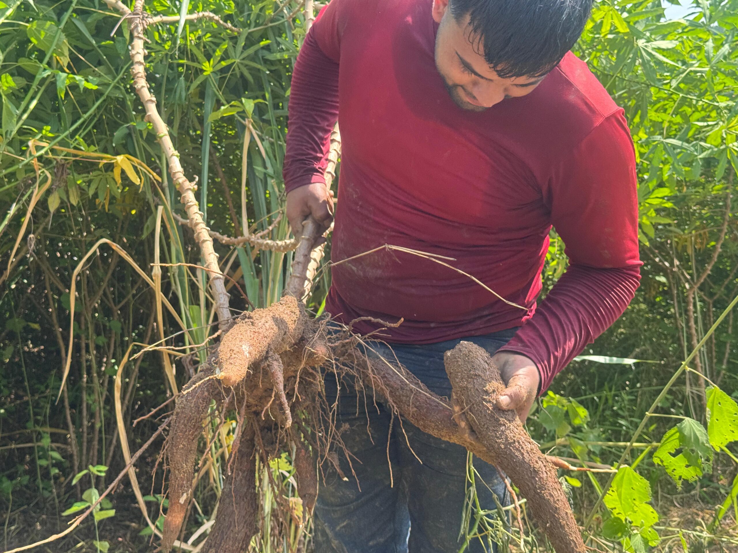 Japeri: Agricultura familiar faz do município referência na produção de aipim
